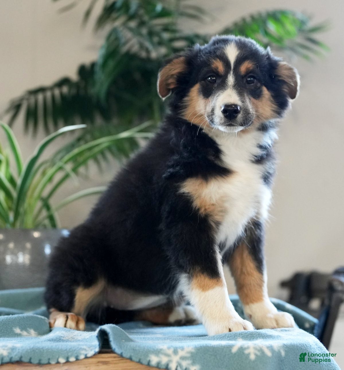 Australian Shepherd dogs Sasha - Ad 34