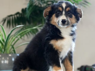 Australian Shepherd dogs Sasha - Ad 33