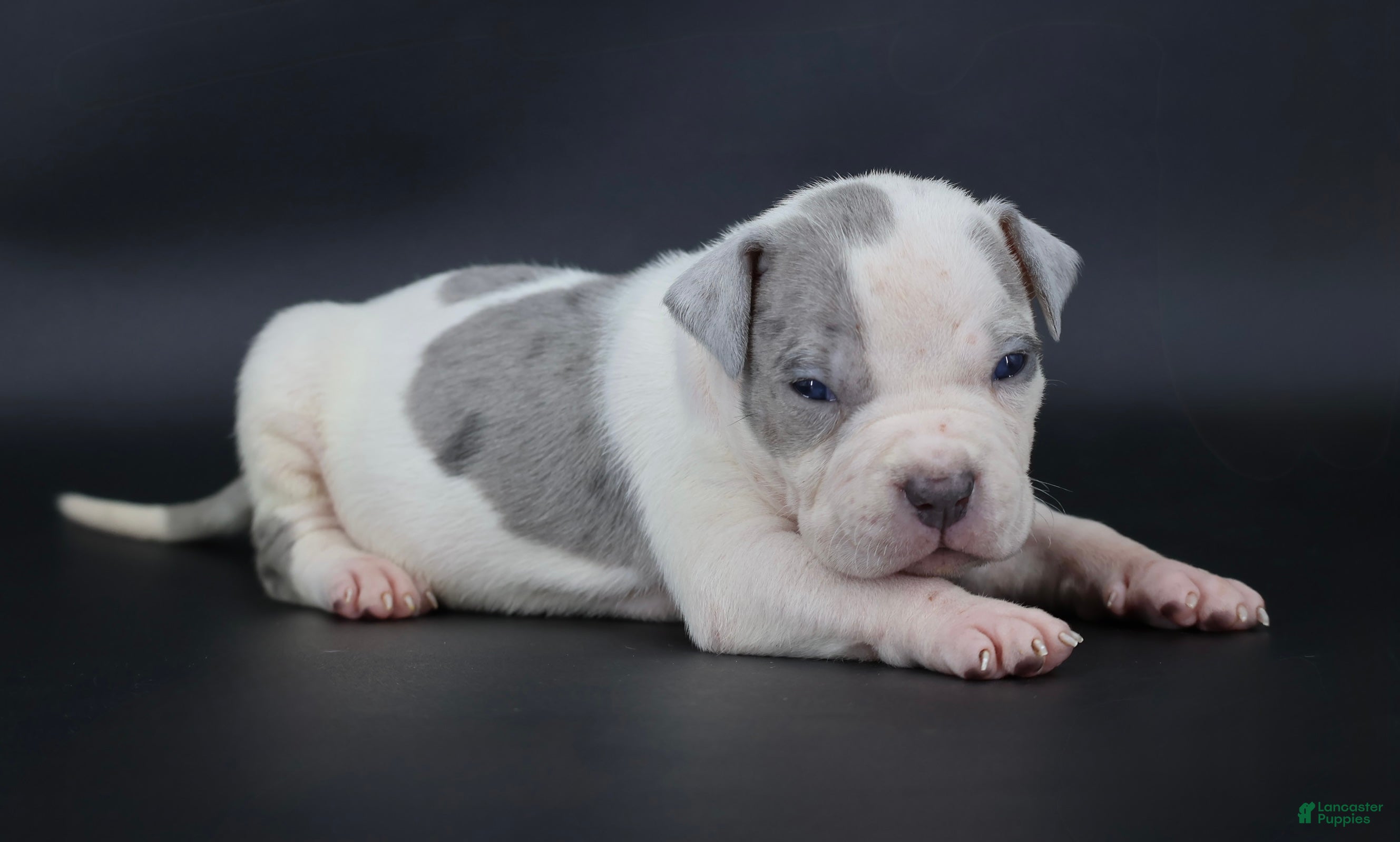 American Bully dogs Azalea - Ad 1