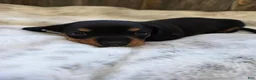 Miniature Dachshund dogs for sale: Sadie - Ad 5