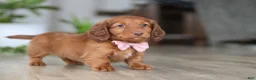 Miniature Dachshund dogs for sale: Max - Ad 3