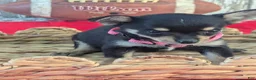 Chihuahua dogs for sale: Tinker Bell - Ad 3