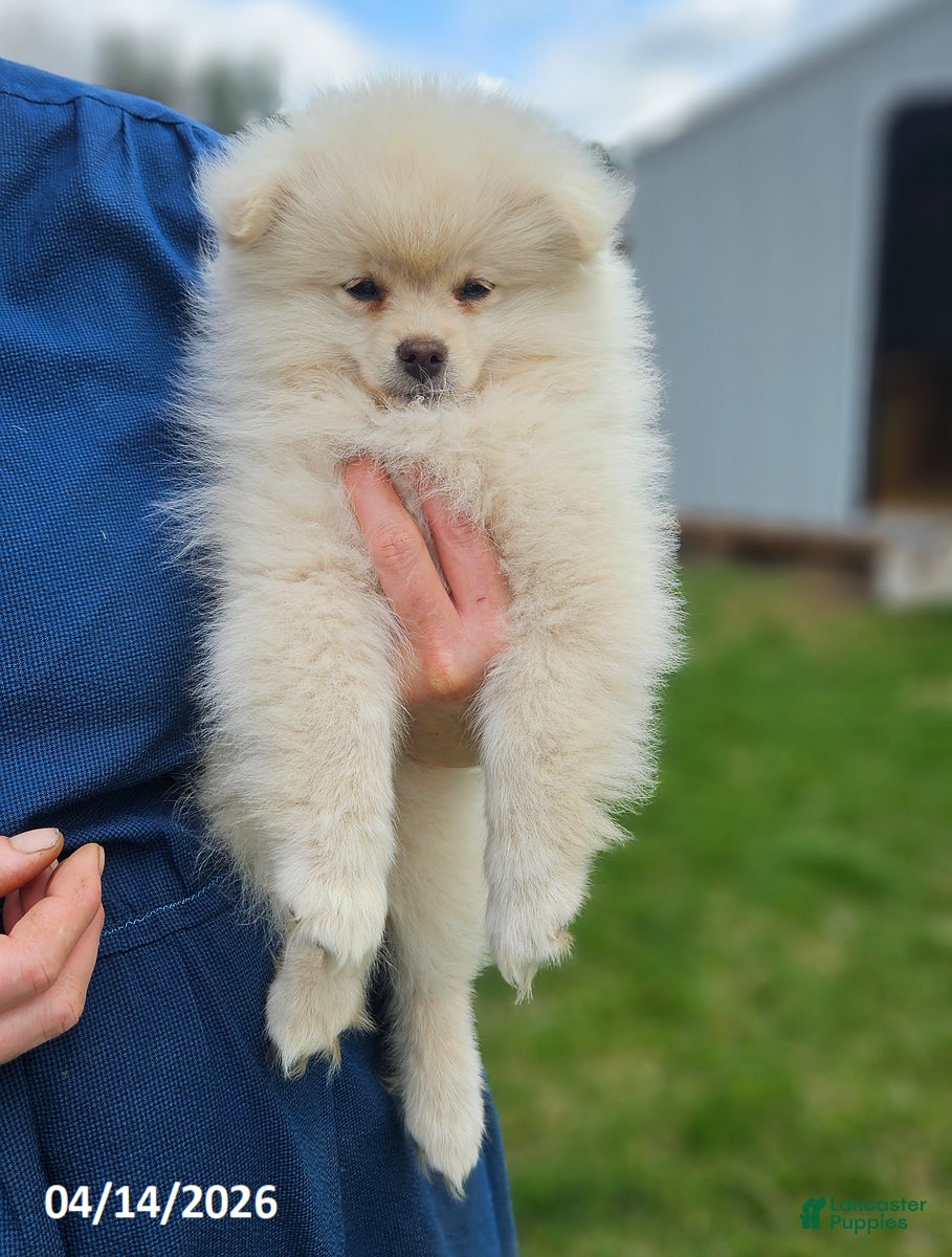 Pomeranian dogs Cameron - Ad 1