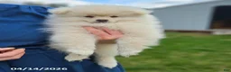Pomeranian dogs for sale: Cameron - Ad 1