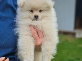 Pomeranian dogs for sale: Cameron - Ad 1