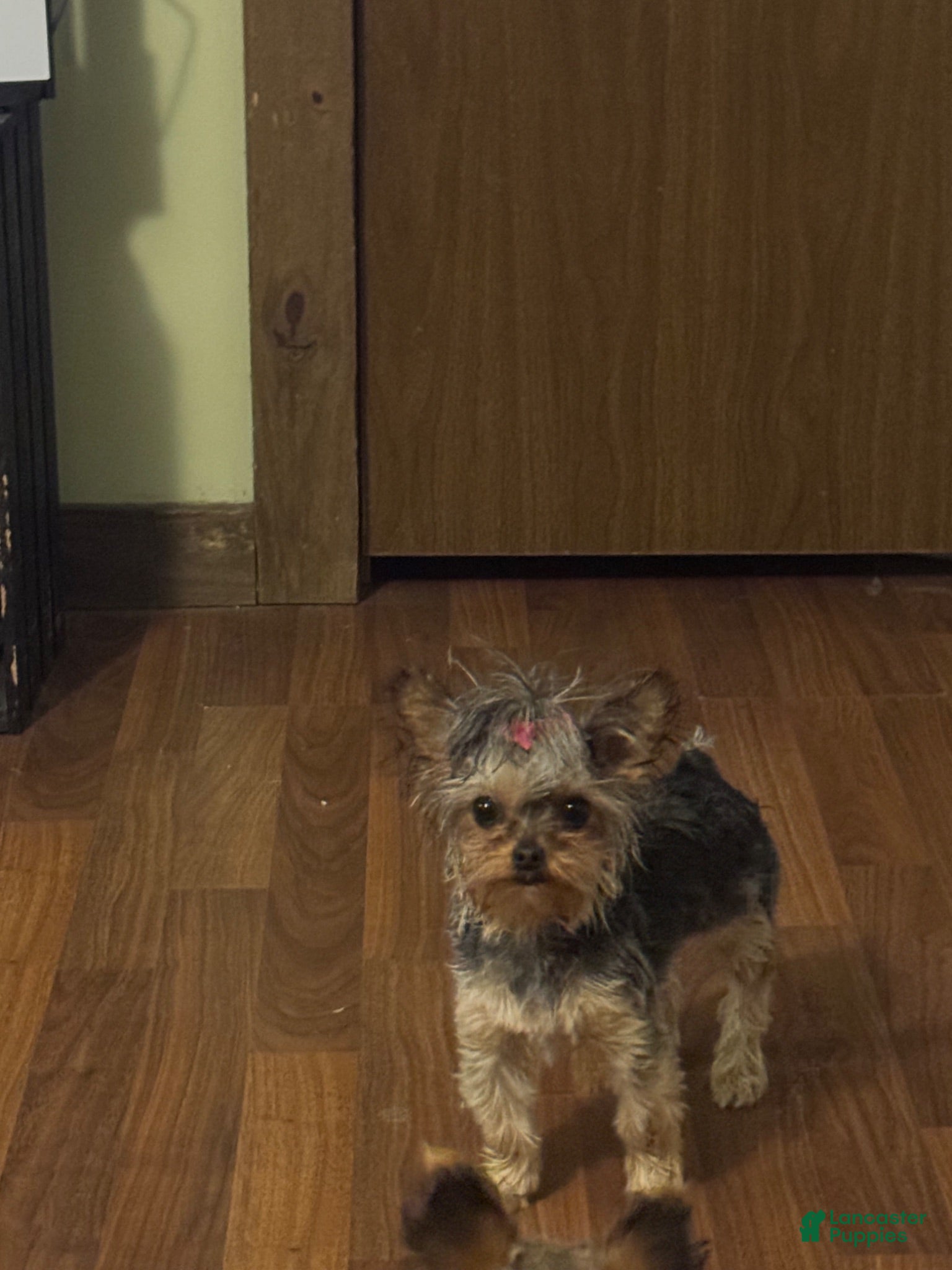 Yorkshire Terrier dogs Yorkshire Terrier 1 - Ad 2