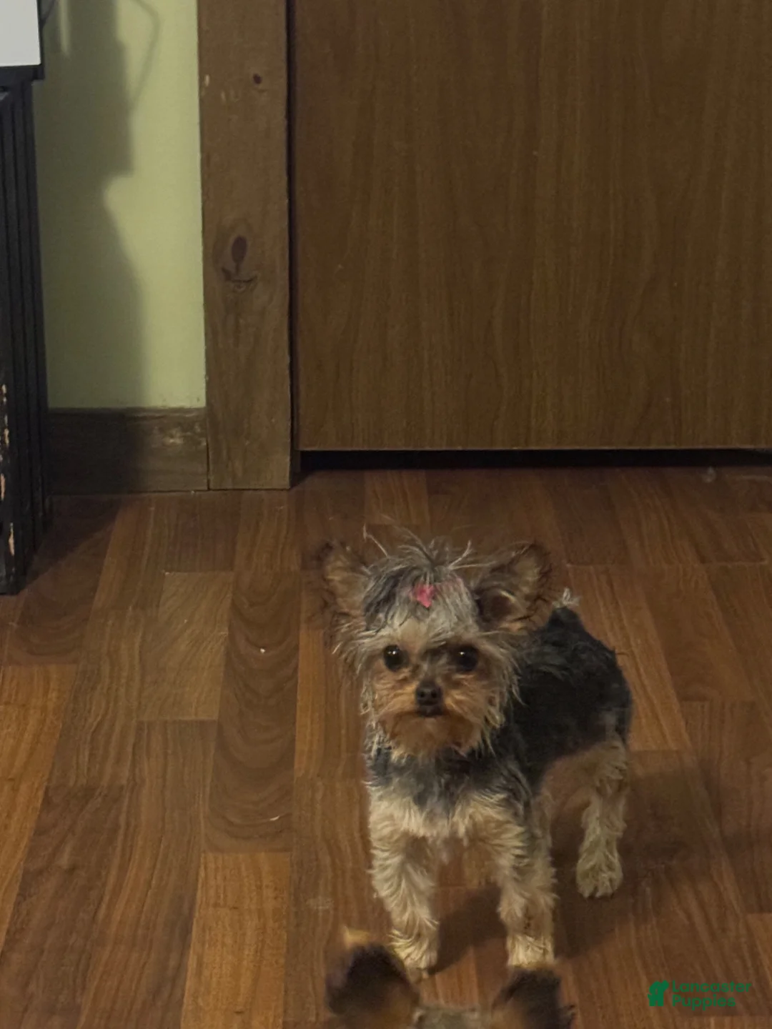 Yorkshire Terrier dogs for sale: Yorkshire Terrier 1 - Ad 2