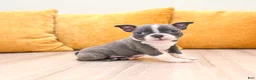 Boston Terrier dogs for sale: Allison - Ad 3