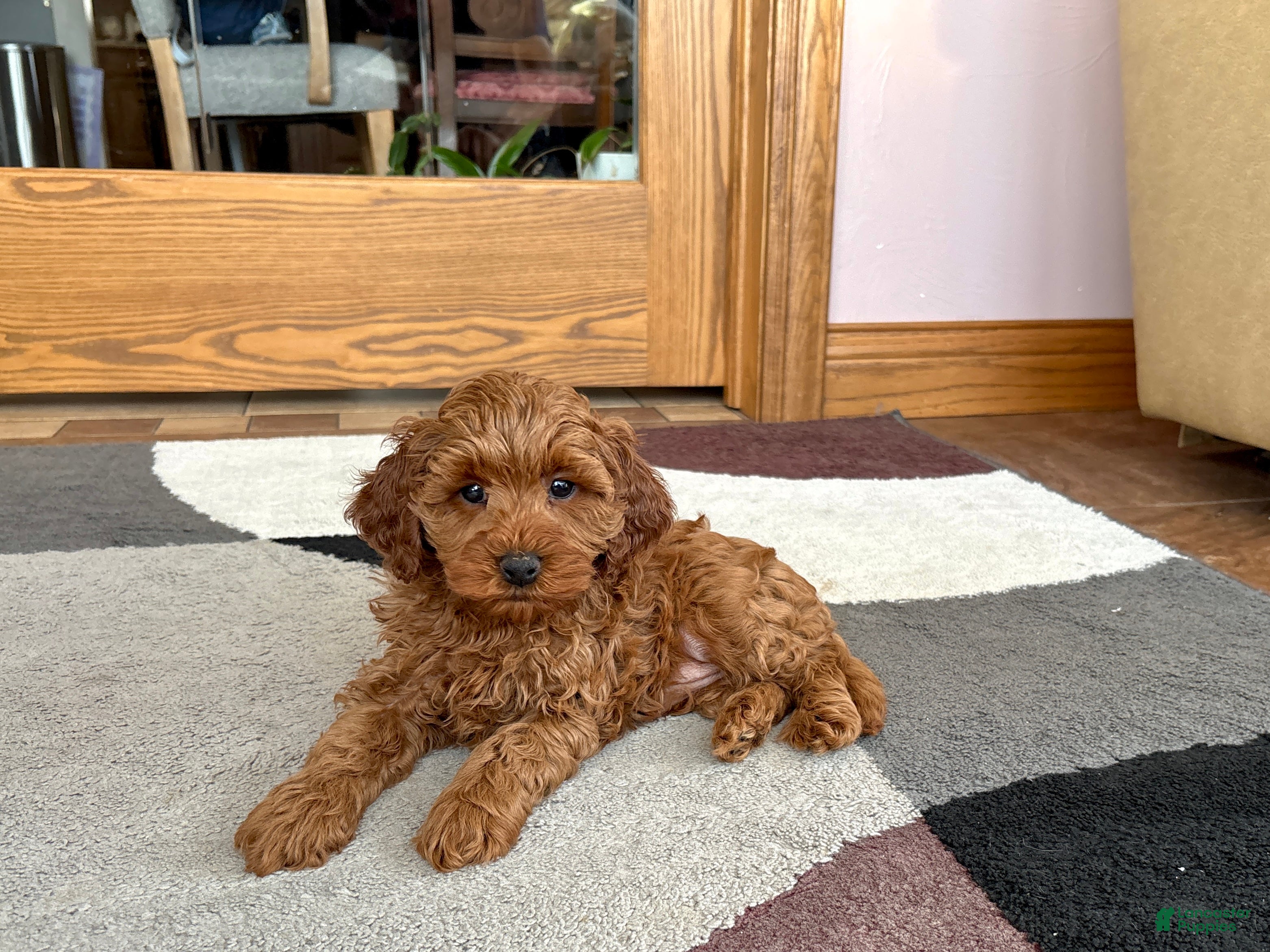 Cavapoo dogs Cavapoo F1b male Puppy 3 - Ad 32