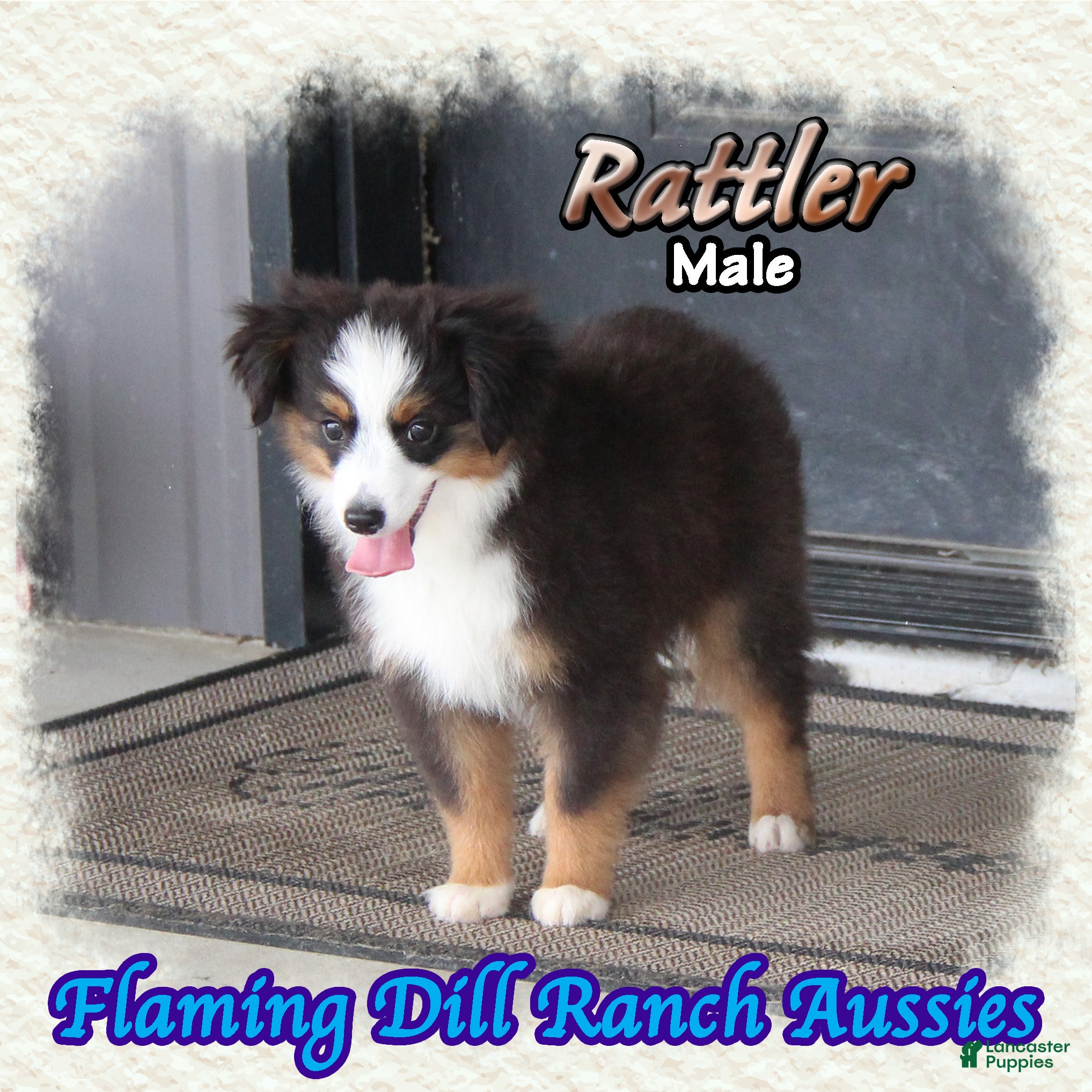 Toy Australian Shepherd dogs for sale: Rattler - Ad 2