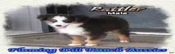 Toy Australian Shepherd dogs for sale: Rattler - Ad 2