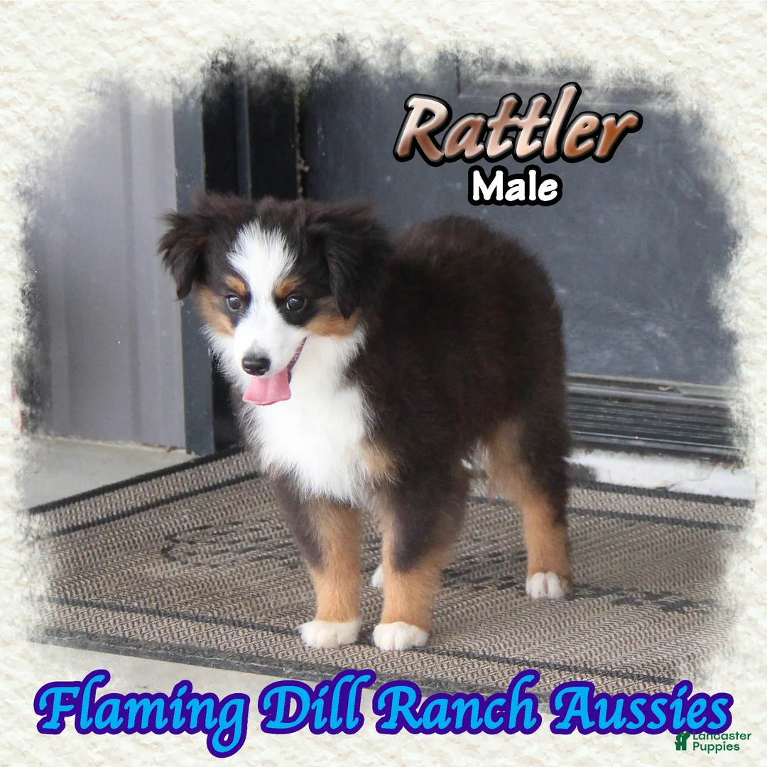 Toy Australian Shepherd dogs for sale: Rattler - Ad 2