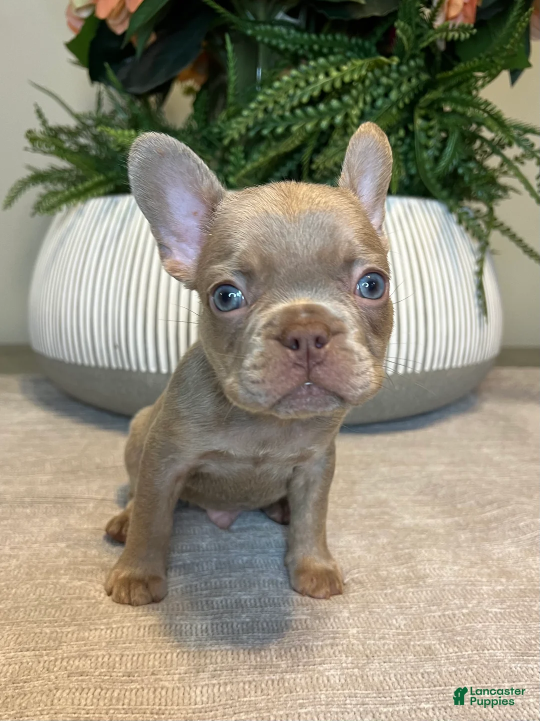 French Bulldog dogs for sale: Benji - Ad 3