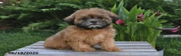 Teddy Bear dogs for sale: Jenny - Ad 3