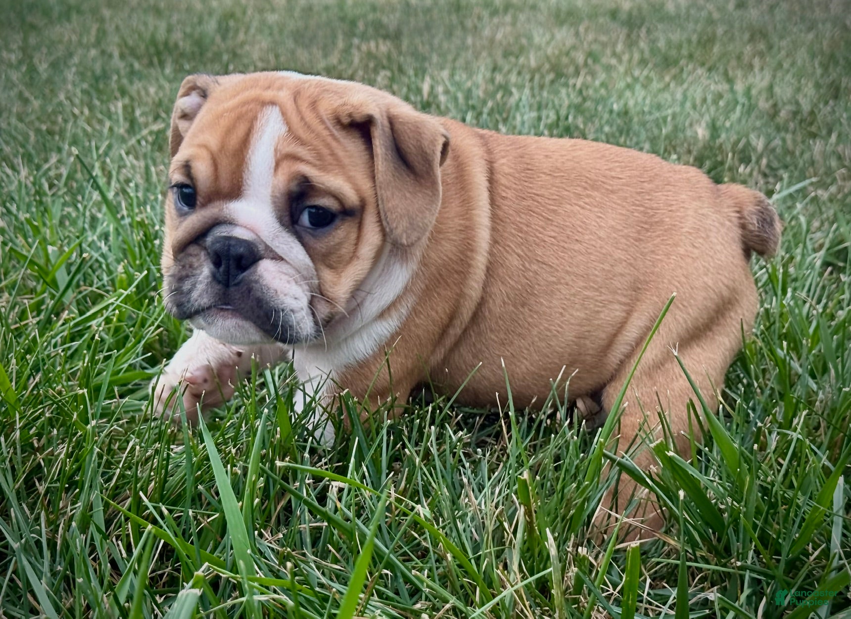 English Bulldog dogs Sarge - Ad 1