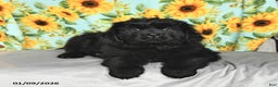Newfoundland dogs for sale: Whoppers - Ad 4