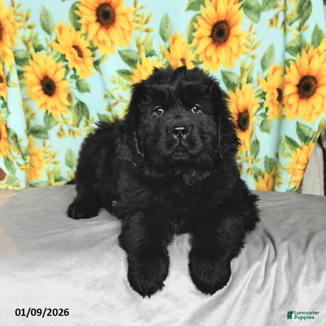Newfoundland dogs for sale: Whoppers - Ad 4