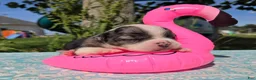 Olde English Bulldogge dogs for sale: Liberty - Ad 3