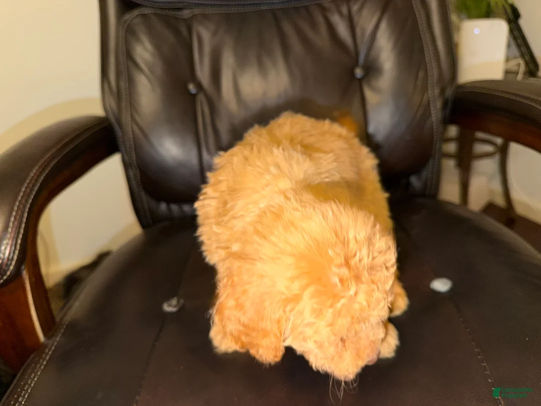 Aussiedoodle dogs for sale: Cutie - Ad 2