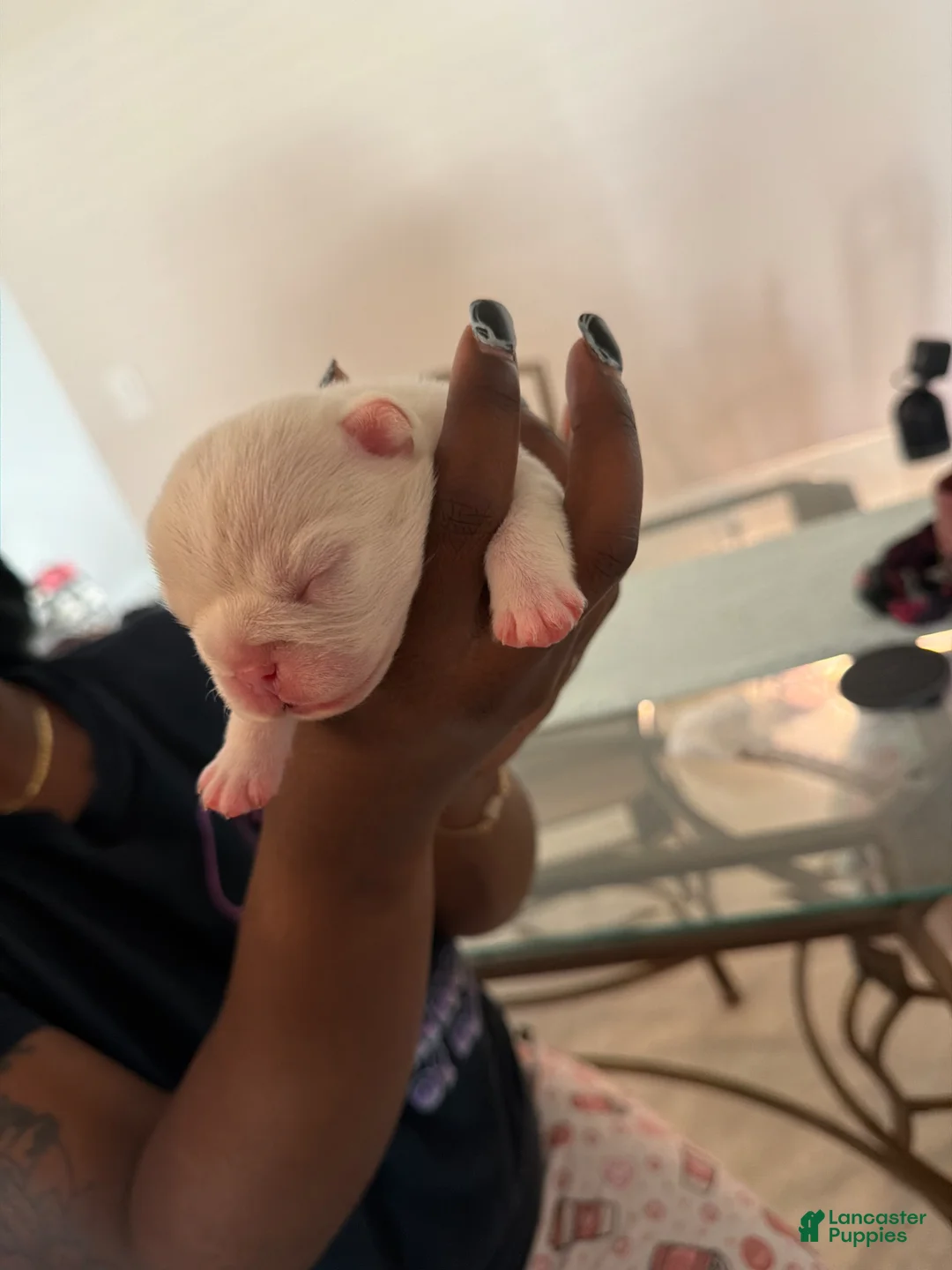 French Bulldog dogs for sale: French Bulldog Puppy 2 - Ad 2