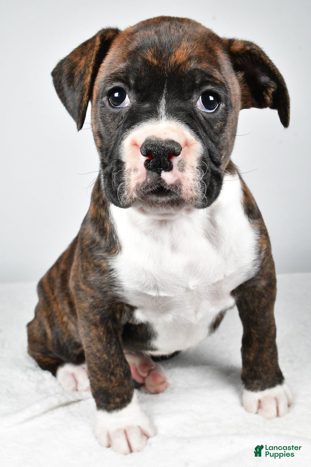 Boxer dogs for sale: Amber - Ad 3