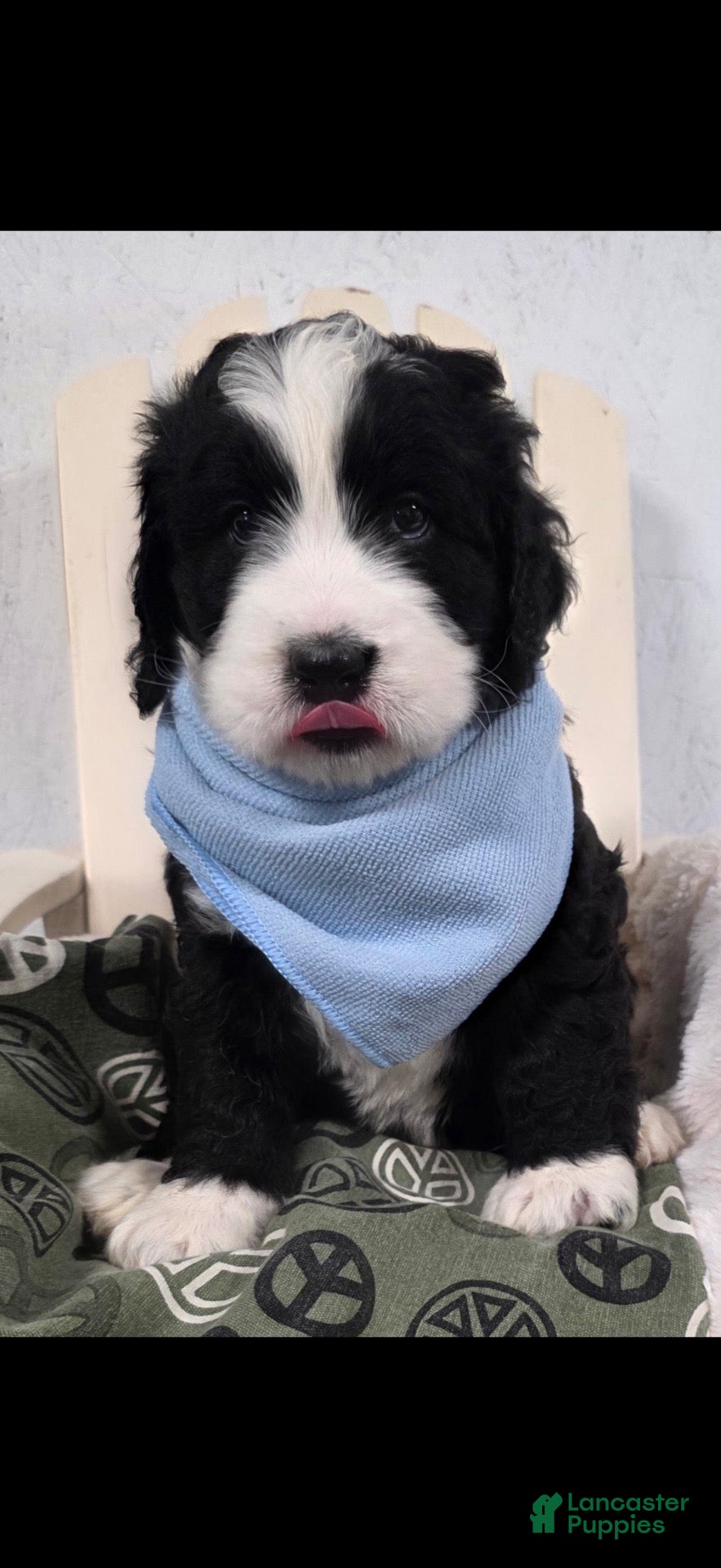 Bernedoodle dogs Bernedoodle 1 - Ad 1