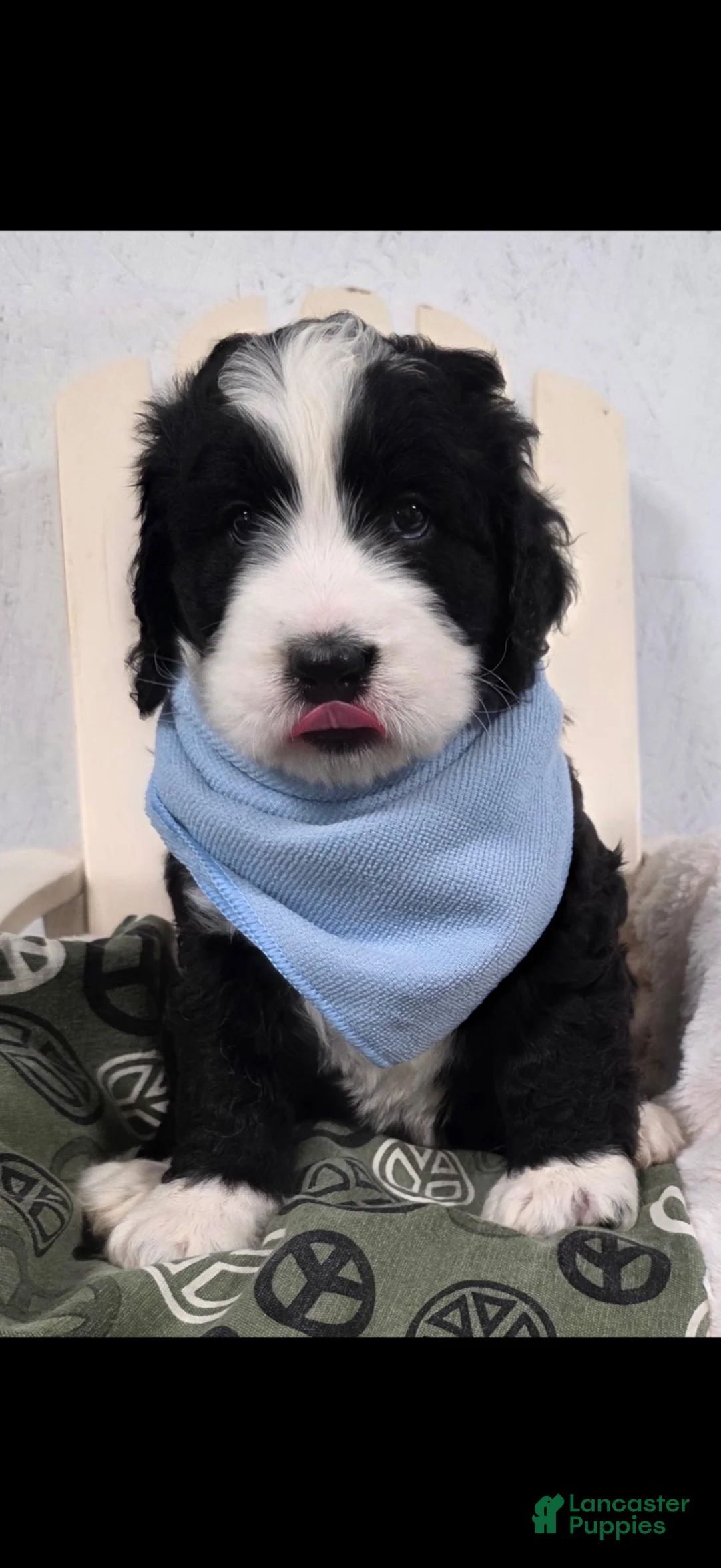 Bernedoodle dogs for sale: Bernedoodle 1 - Ad 1