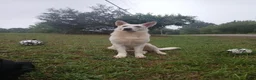 Golden Shepherd dogs for sale: Fancy  - Ad 5