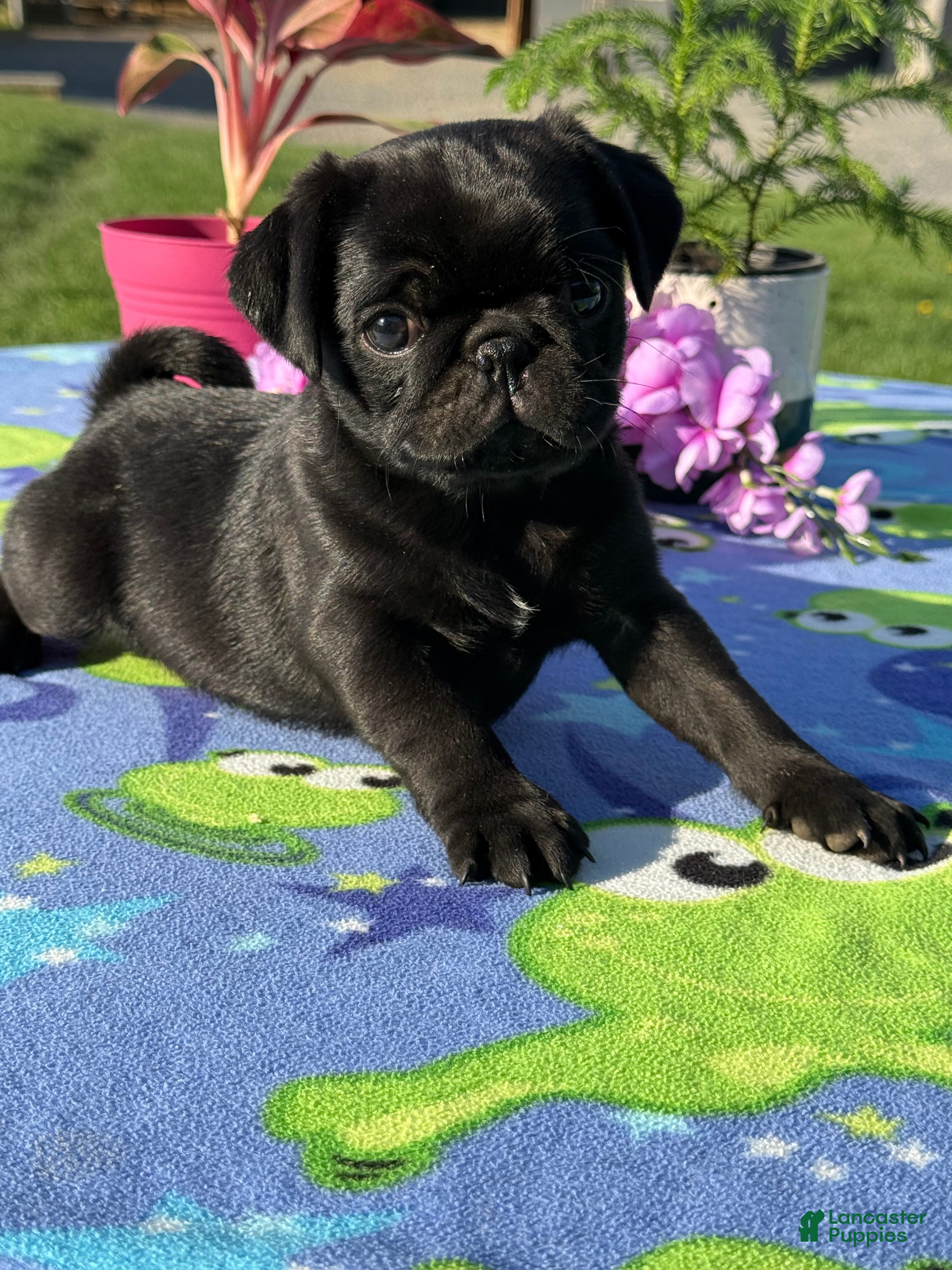 Pug dogs Patrick - Ad 1