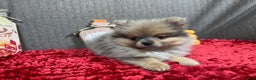 Pomeranian dogs for sale: Pomeranian Puppy 2 - Ad 7