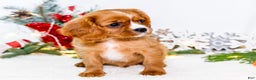 Cavalier King Charles Spaniel dogs for sale: Candy Cane - Ad 7