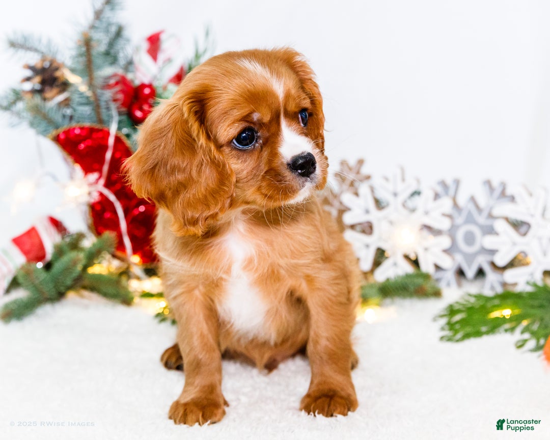 Cavalier King Charles Spaniel dogs for sale: Candy Cane - Ad 7