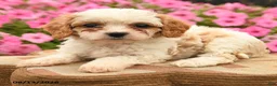 Cavapoo dogs for sale: Charlie  - Ad 4