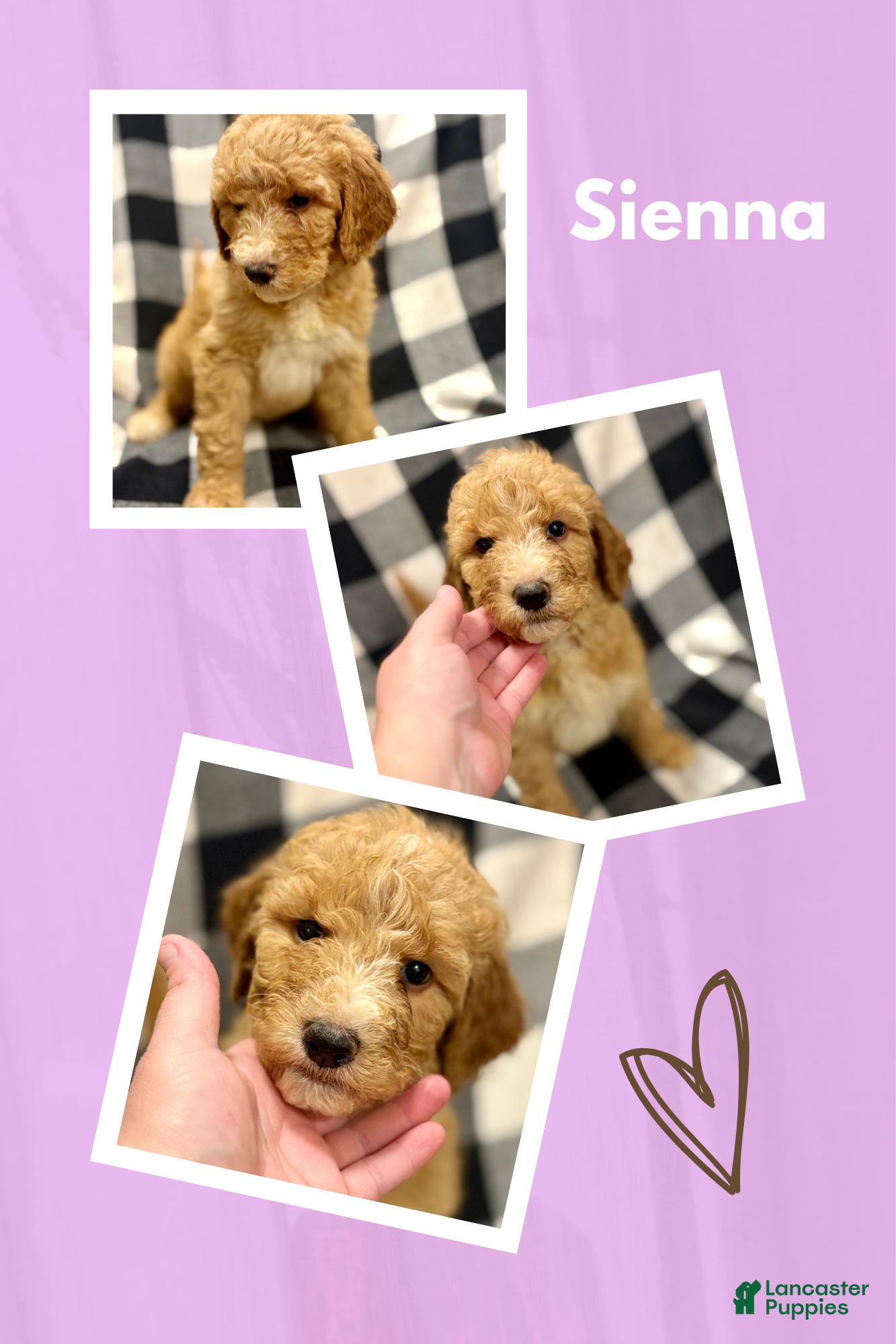 Mini Goldendoodle dogs for sale: Sienna - Ad 35