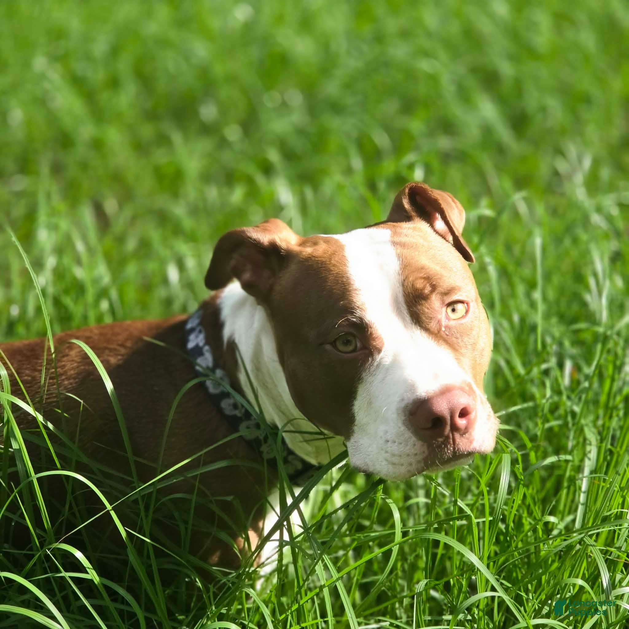 American Pit Bull Terrier dogs Zoey - Ad 27