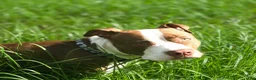 American Pit Bull Terrier dogs for sale: Zoey - Ad 1