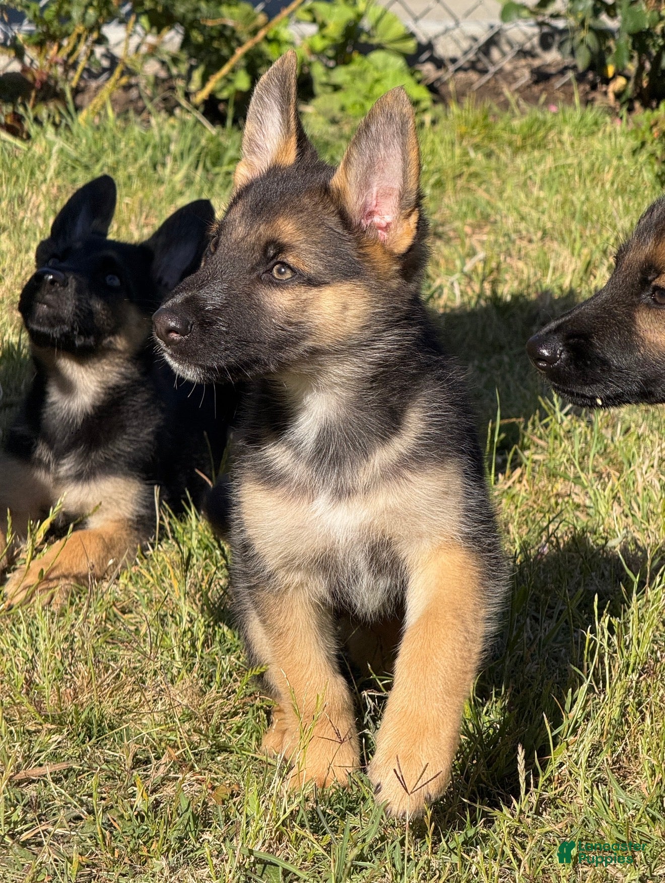 German Shepherd dogs German Shepherd 1 - Ad 3