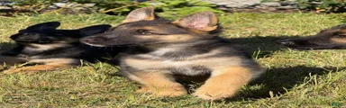 German Shepherd 1