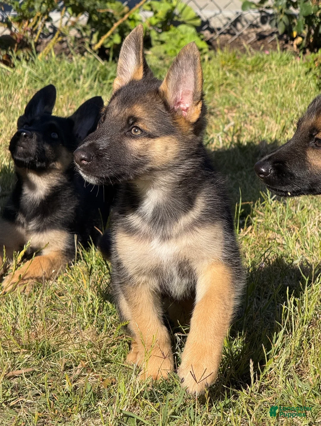 German Shepherd dogs for sale: German Shepherd 1 - Ad 1