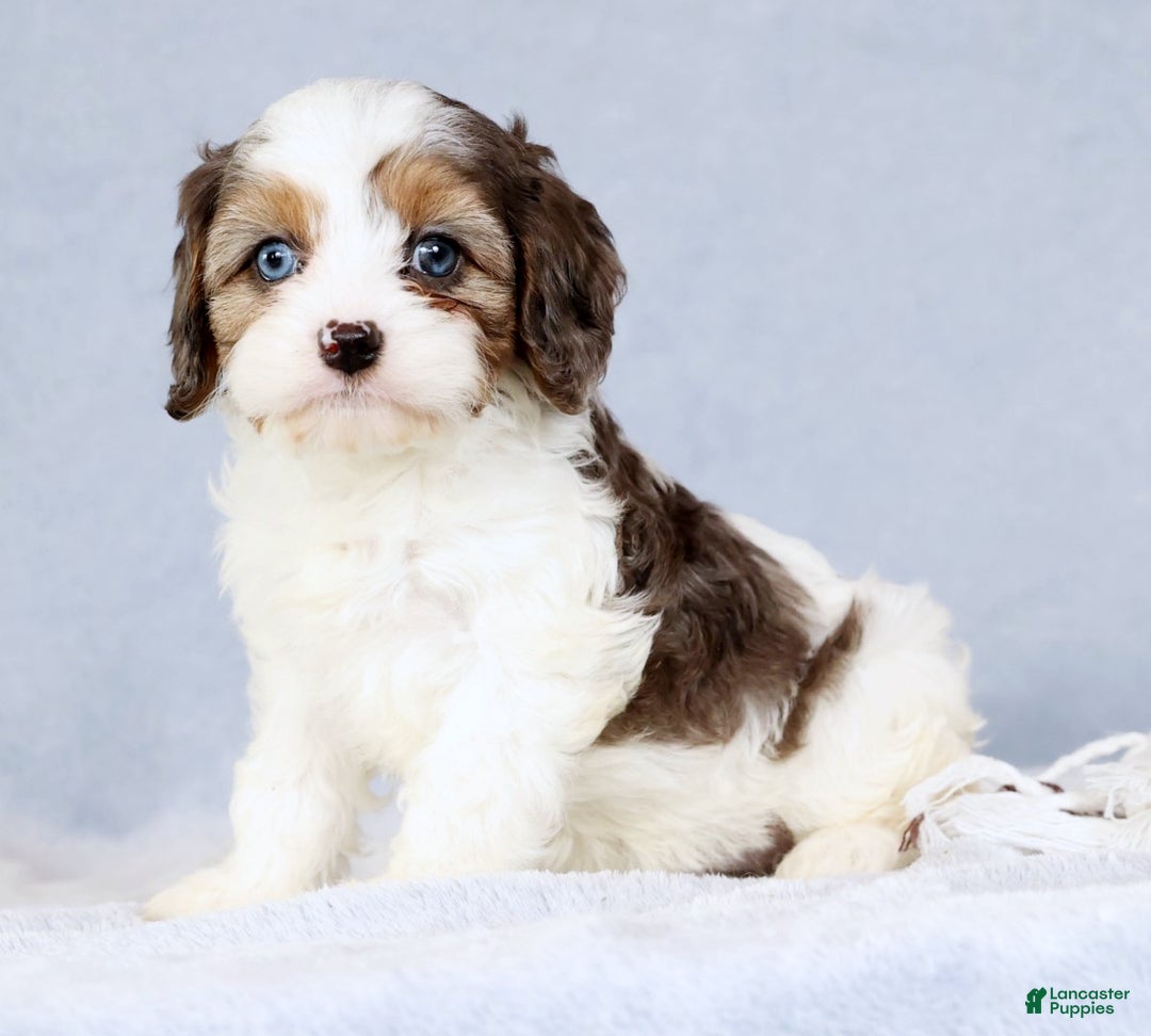 Cavapoo dogs for sale: Brittany - Ad 8