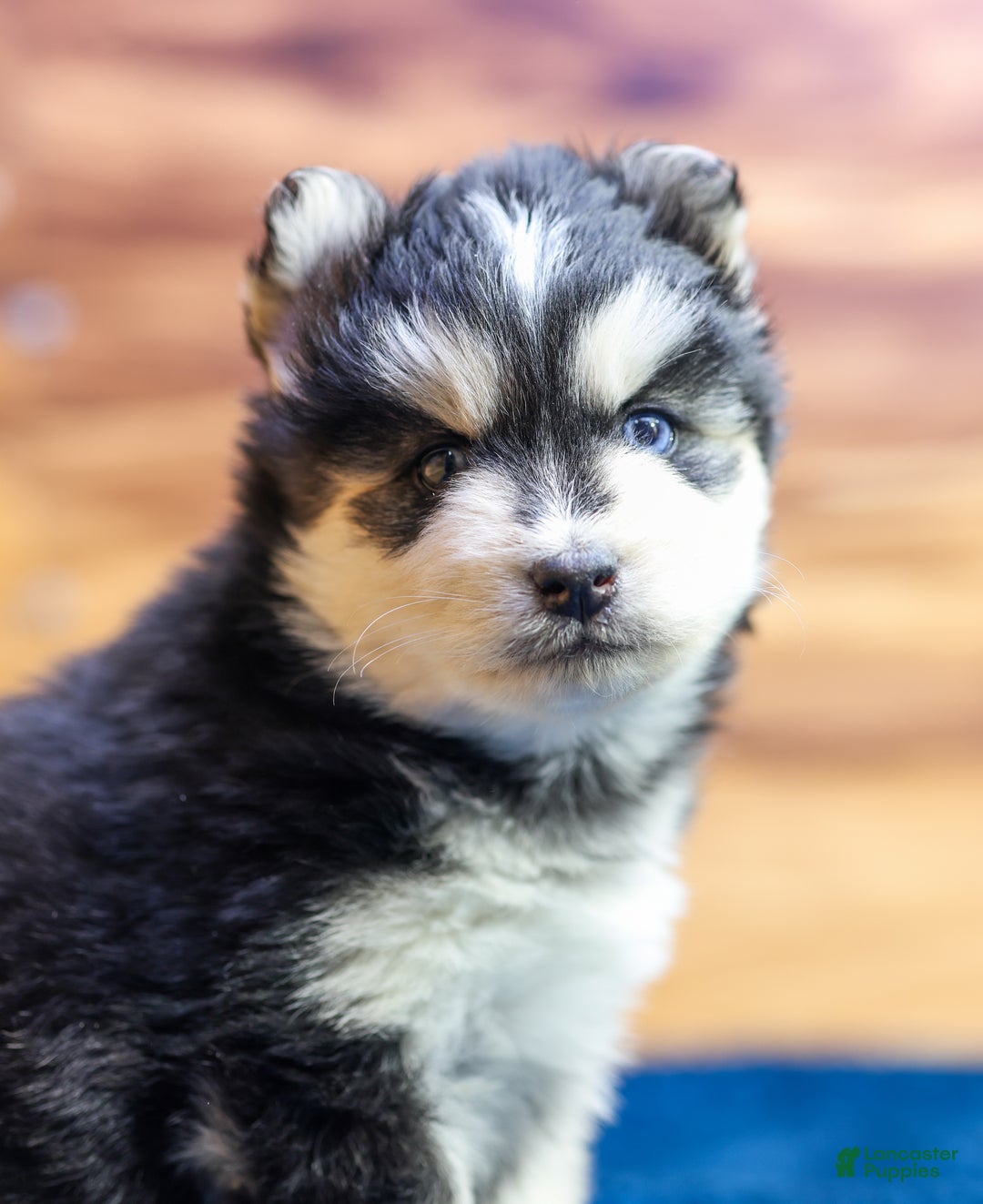 Pomsky dogs for sale: Jet - Ad 2