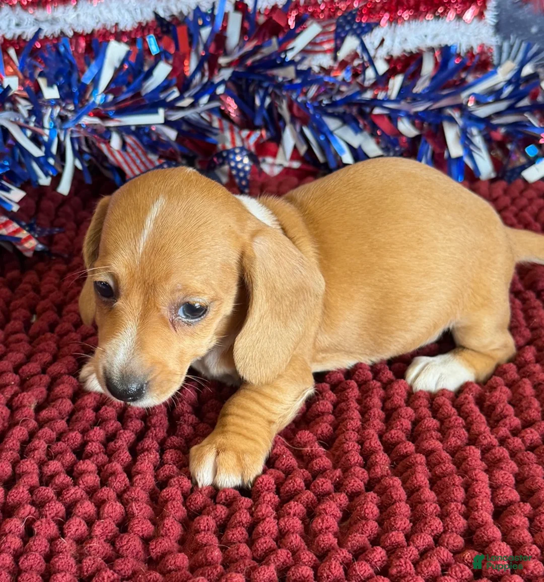 Miniature Dachshund dogs for sale: Annie - Ad 1