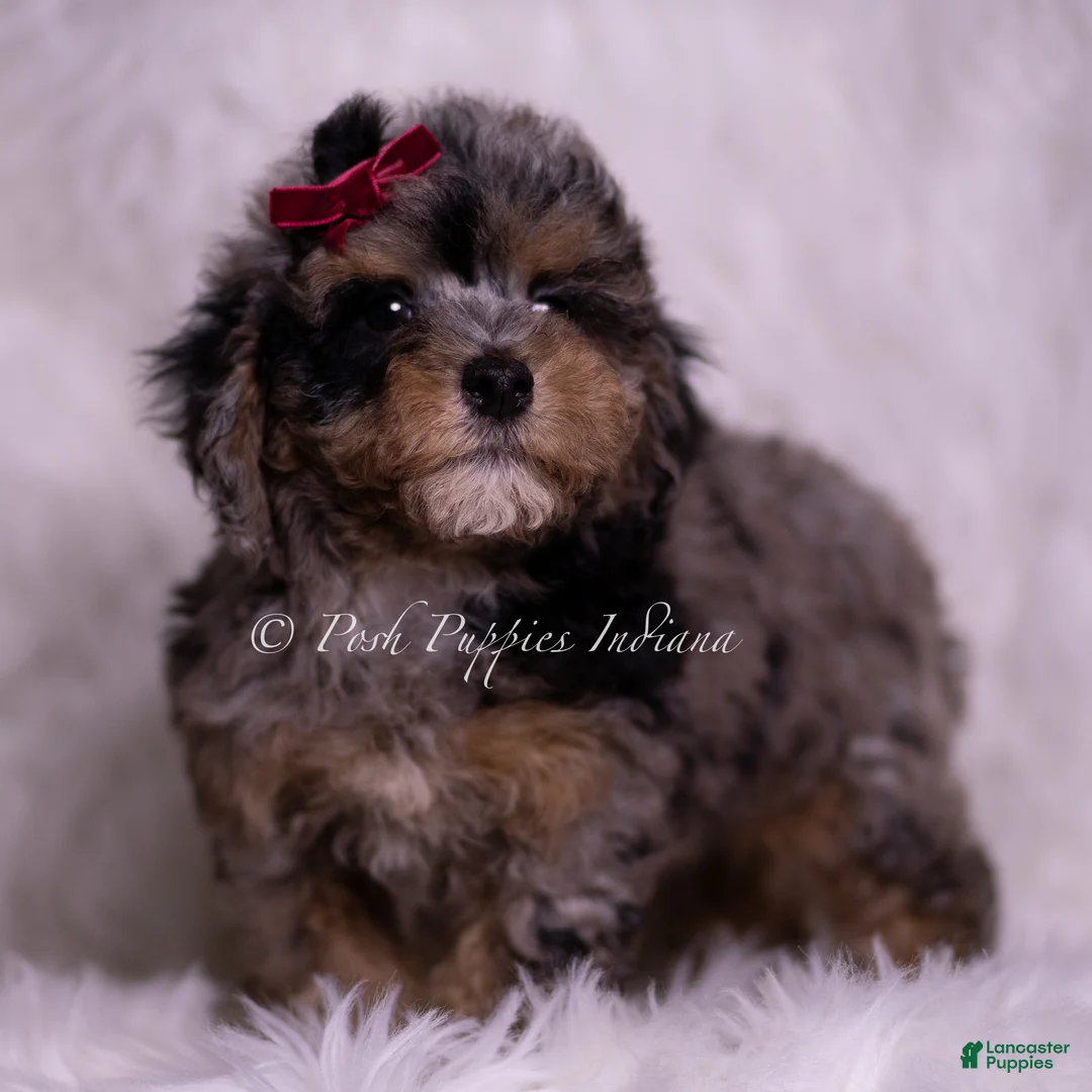 Miniature Poodle dogs for sale: Aspen  - Ad 2