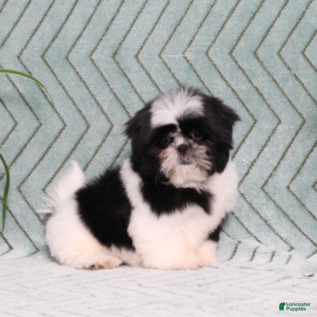 Shih Tzu dogs Polecat - Ad 1