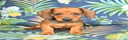 Miniature Dachshund dogs for sale: Jake - Ad 3