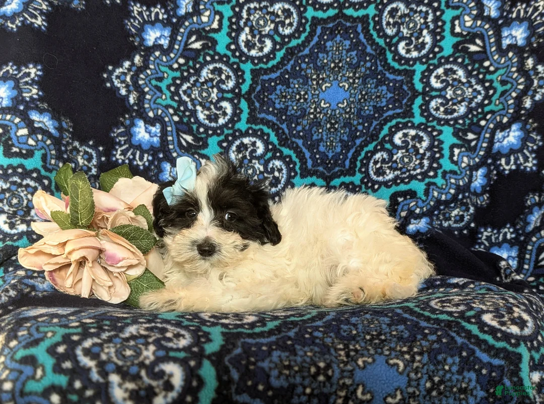 Maltipoo dogs for sale: Destiny - Ad 4