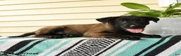 Belgian Malinois dogs for sale: Nia - Ad 3