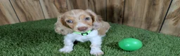 Miniature Dachshund dogs for sale: Sweetie Boy 5 - Ad 3