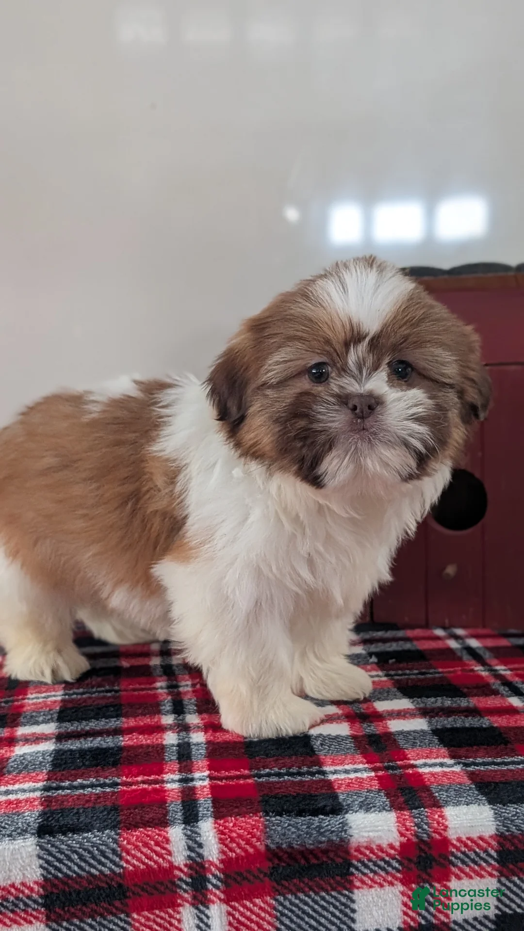 Shih Tzu dogs for sale: Captain - Ad 5