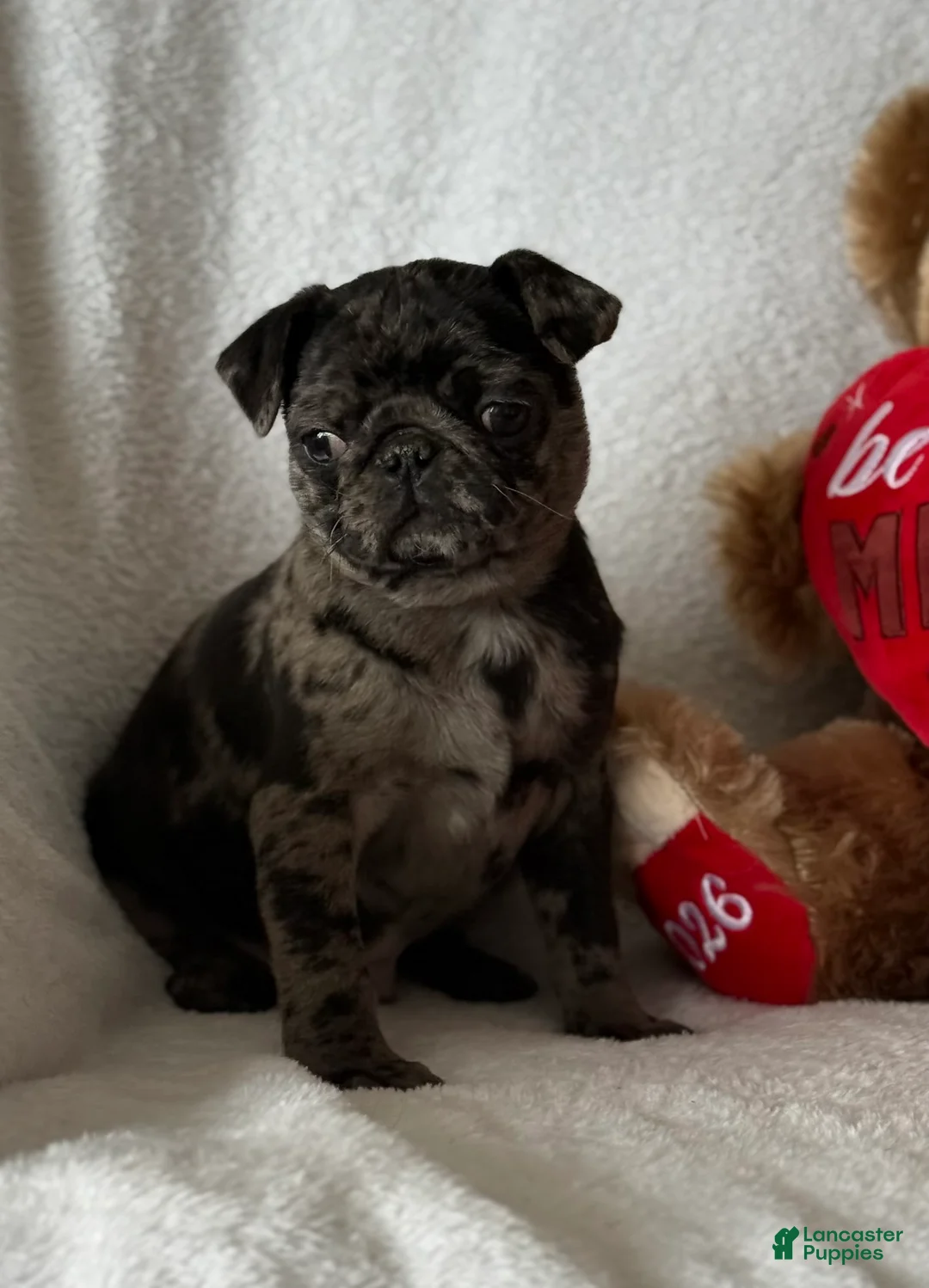 Pug dogs for sale: Pumpkin  - Ad 4